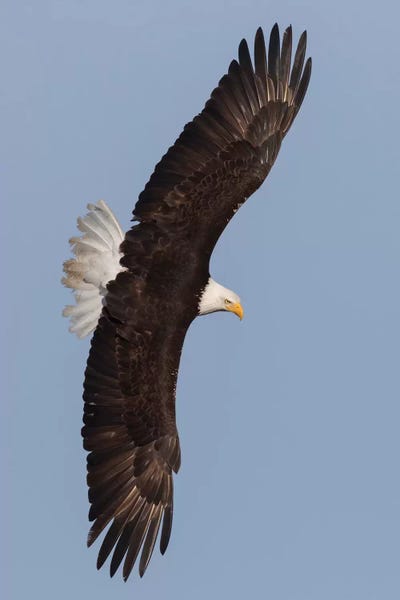 Ken Archer: Bald Eagle Flying I by Ken Archer