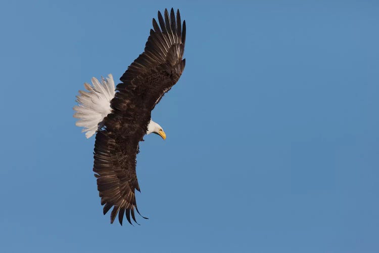 Bald eagle flying