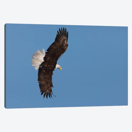 Bald eagle flying Canvas Print #CHE38} by Ken Archer Canvas Artwork