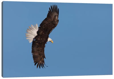 Bald eagle flying Canvas Art Print