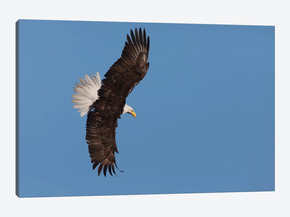 Bald eagle flying by Ken Archer 1-piece Canvas Print