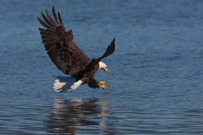 Bald Eagle going after prey by Ken Archer art print