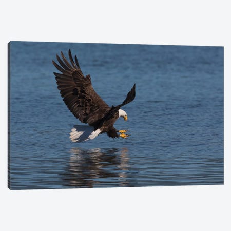 Bald Eagle going after prey Canvas Print #CHE39} by Ken Archer Canvas Art