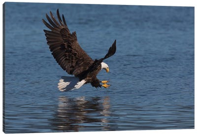 Bald Eagle going after prey Canvas Art Print
