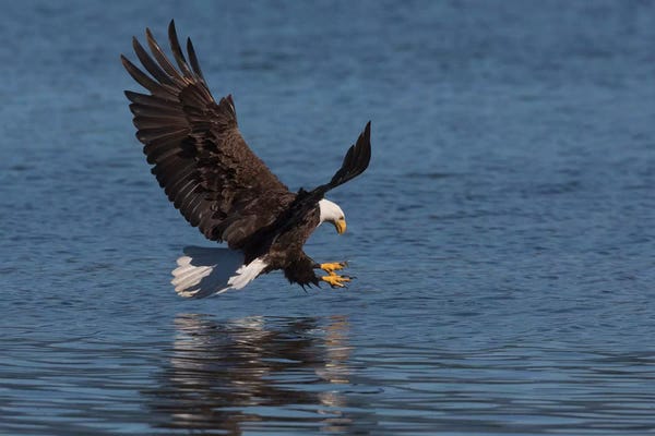 Ken Archer: Bald Eagle going after prey by Ken Archer