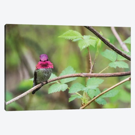 A male Anna's Hummingbird Canvas Print #CHE3} by Ken Archer Canvas Art
