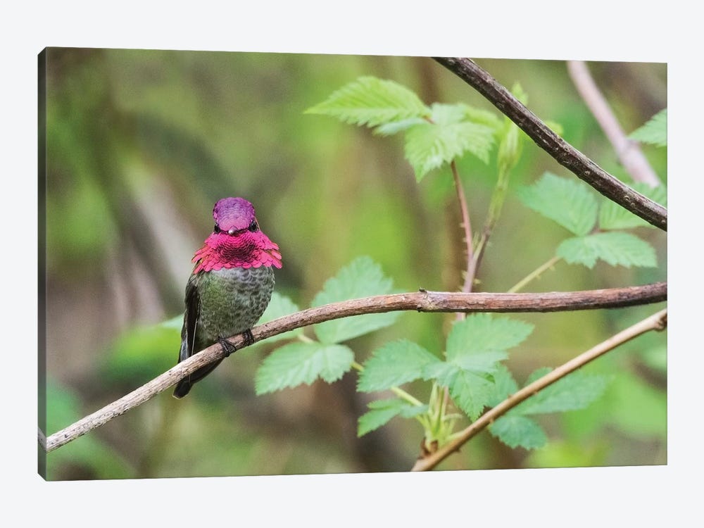 A male Anna's Hummingbird by Ken Archer 1-piece Canvas Wall Art