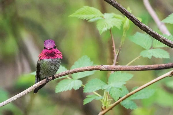 Ken Archer: A male Anna's Hummingbird by Ken Archer