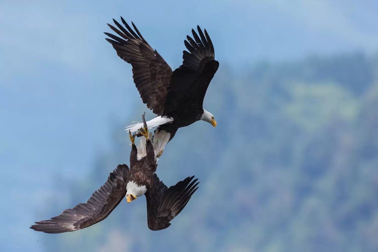 Bald eagle in flight battle for a meal