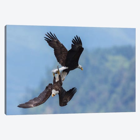 Bald eagle in flight battle for a meal Canvas Print #CHE40} by Ken Archer Canvas Art Print