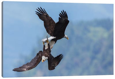 Bald eagle in flight battle for a meal Canvas Art Print