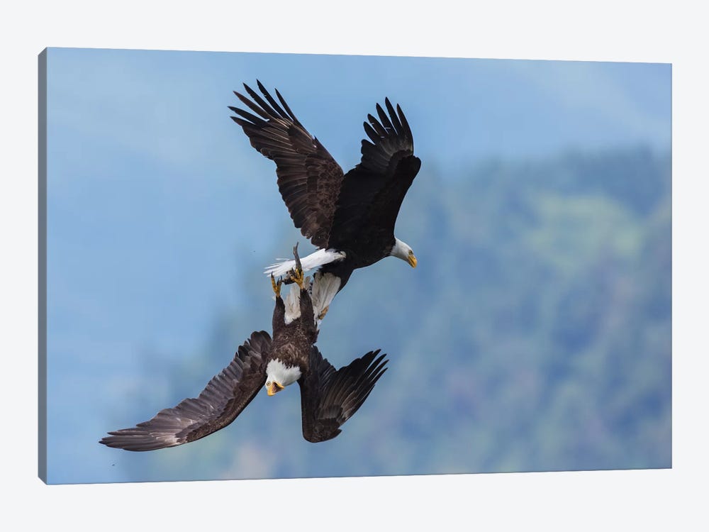 Bald eagle in flight battle for a meal by Ken Archer 1-piece Canvas Artwork