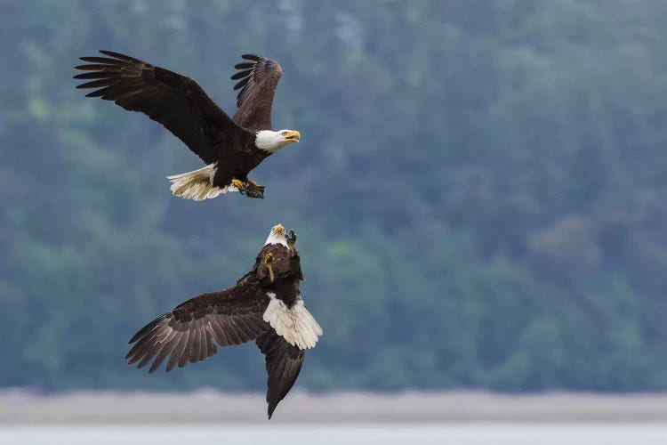 Bald eagle pair battle over morsel of food