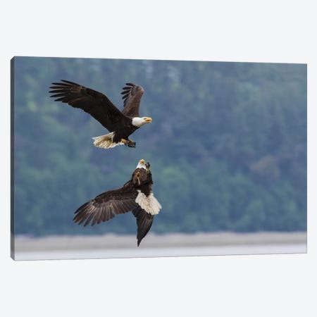 Bald eagle pair battle over morsel of food Canvas Print #CHE41} by Ken Archer Canvas Art Print