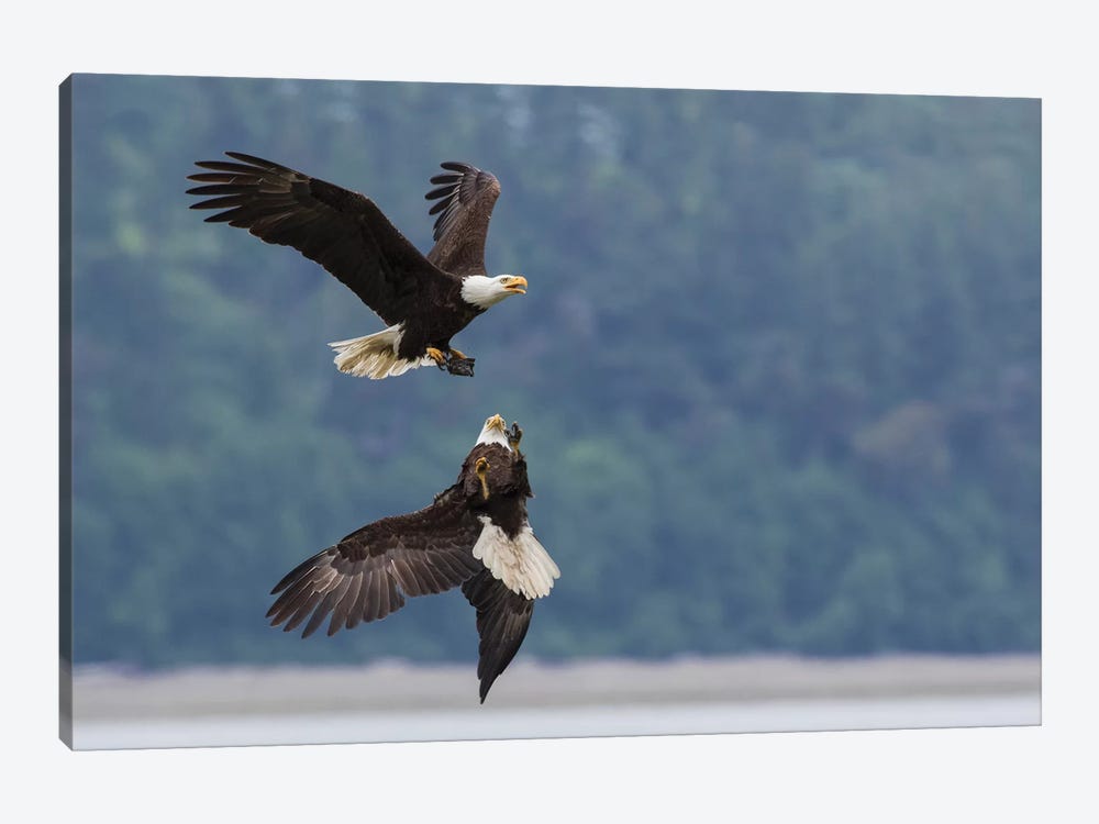 Bald eagle pair battle over morsel of food by Ken Archer 1-piece Canvas Print