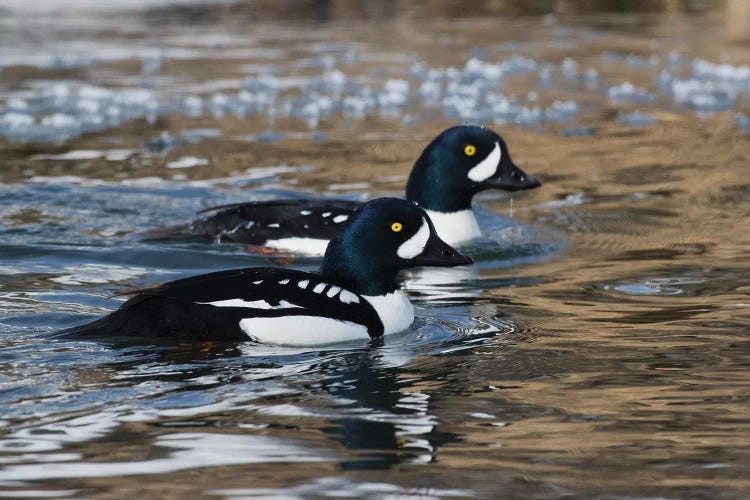 Barrow's goldeneye drakes in icy river