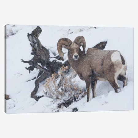 Bighorn sheep ram, winter storm Canvas Print #CHE43} by Ken Archer Art Print