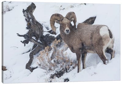 Bighorn sheep ram, winter storm Canvas Art Print