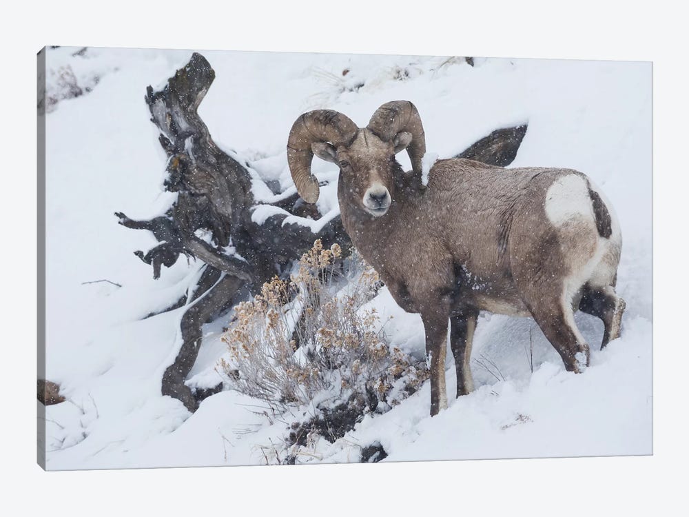 Bighorn sheep ram, winter storm by Ken Archer 1-piece Canvas Art Print