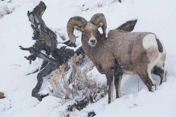 Rams: Bighorn sheep ram, winter storm by Ken Archer
