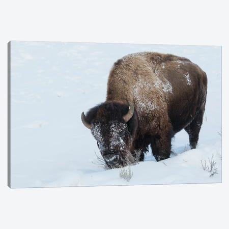 Bison bull foraging in deep snow Canvas Print #CHE44} by Ken Archer Canvas Art