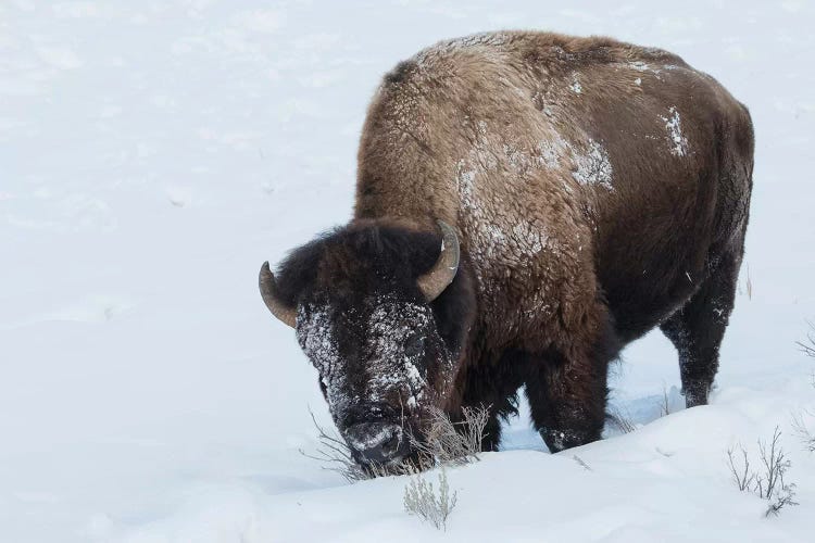 Bison bull foraging in deep snow