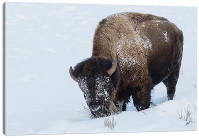 Bison bull foraging in deep snow Canvas Art Print