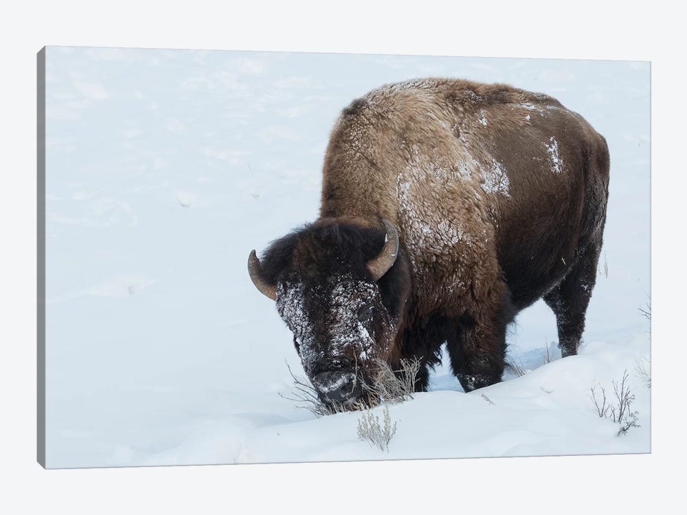 Bison bull foraging in deep snow by Ken Archer 1-piece Canvas Wall Art