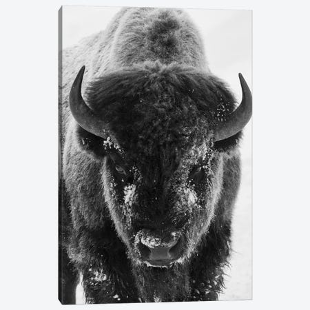 Bison bull frosty morning Canvas Print #CHE45} by Ken Archer Canvas Art