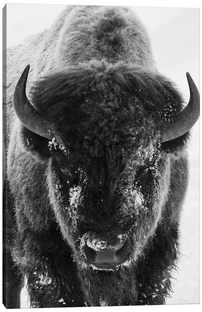 Bison bull frosty morning Canvas Art Print - Bison & Buffalo Art