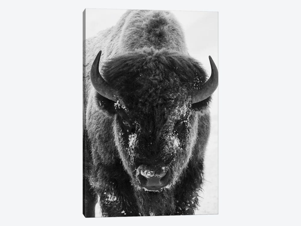 Bison bull frosty morning by Ken Archer 1-piece Canvas Art Print