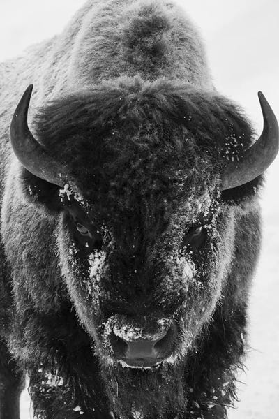 Danita Delimont Photography: Bison bull frosty morning by Ken Archer