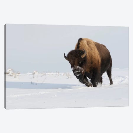 Bison bull on the move Canvas Print #CHE46} by Ken Archer Canvas Art