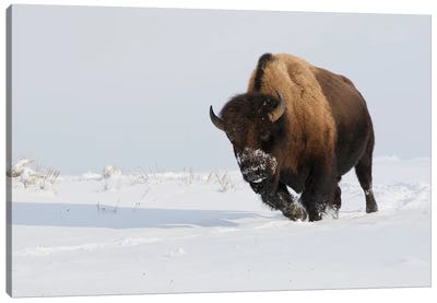 Bison bull on the move Canvas Art Print - Bison & Buffalo Art