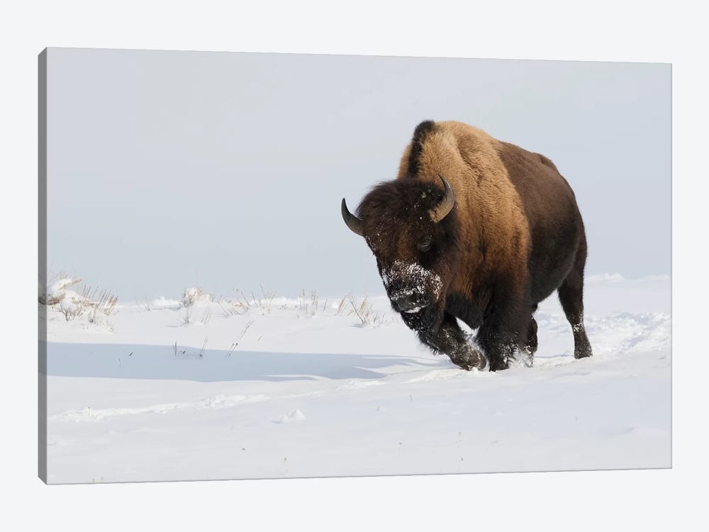 Bison bull on the move by Ken Archer 1-piece Canvas Wall Art