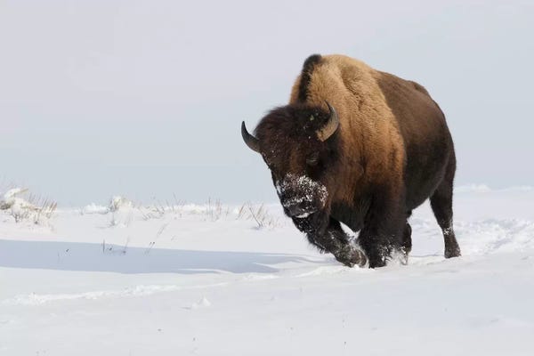 Ken Archer: Bison bull on the move I by Ken Archer