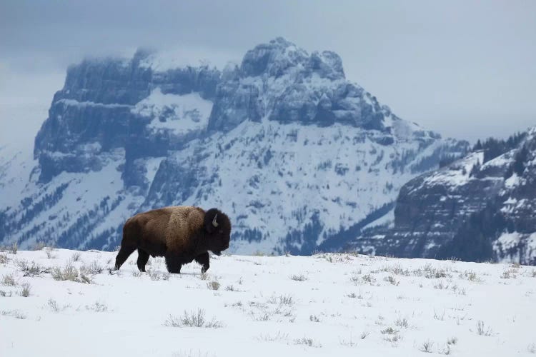 Bison bull on the move