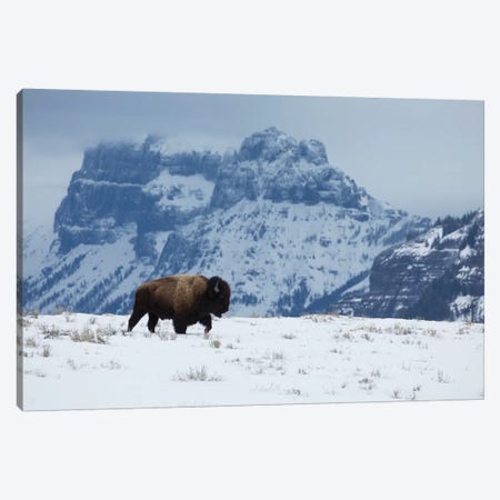 Bison bull on the move Canvas Print #CHE47} by Ken Archer Canvas Artwork