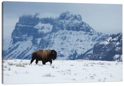 Bison bull on the move Canvas Art Print