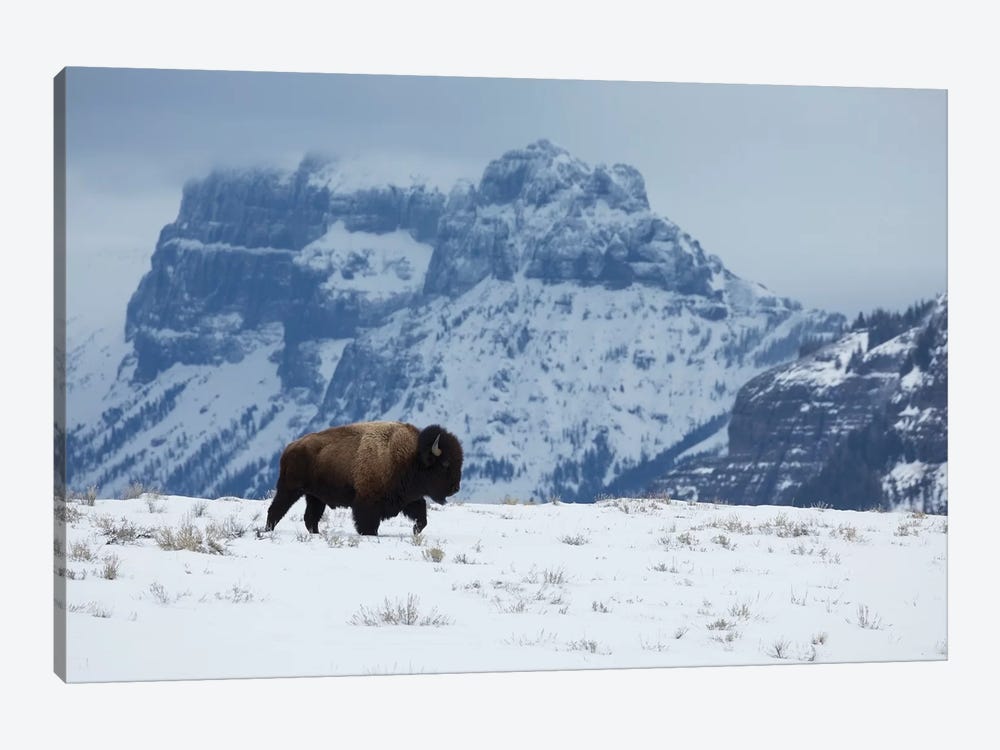 Bison bull on the move by Ken Archer 1-piece Art Print