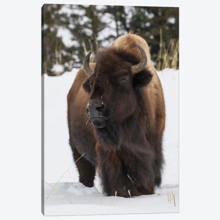 Bison bull, intently watching another bull approaching Canvas Print #CHE48} by Ken Archer Canvas Print
