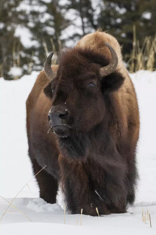 Bison bull, intently watching another bull approaching