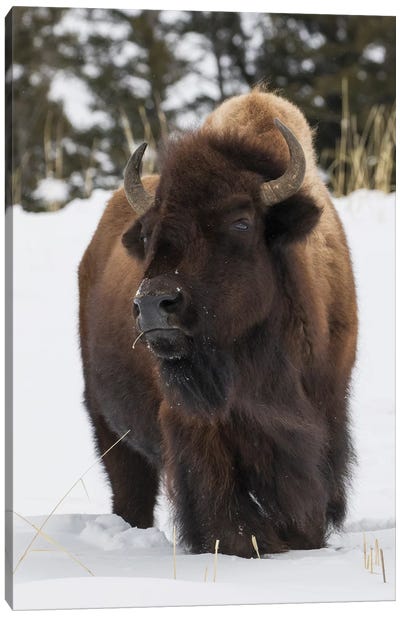 Bison bull, intently watching another bull approaching Canvas Art Print