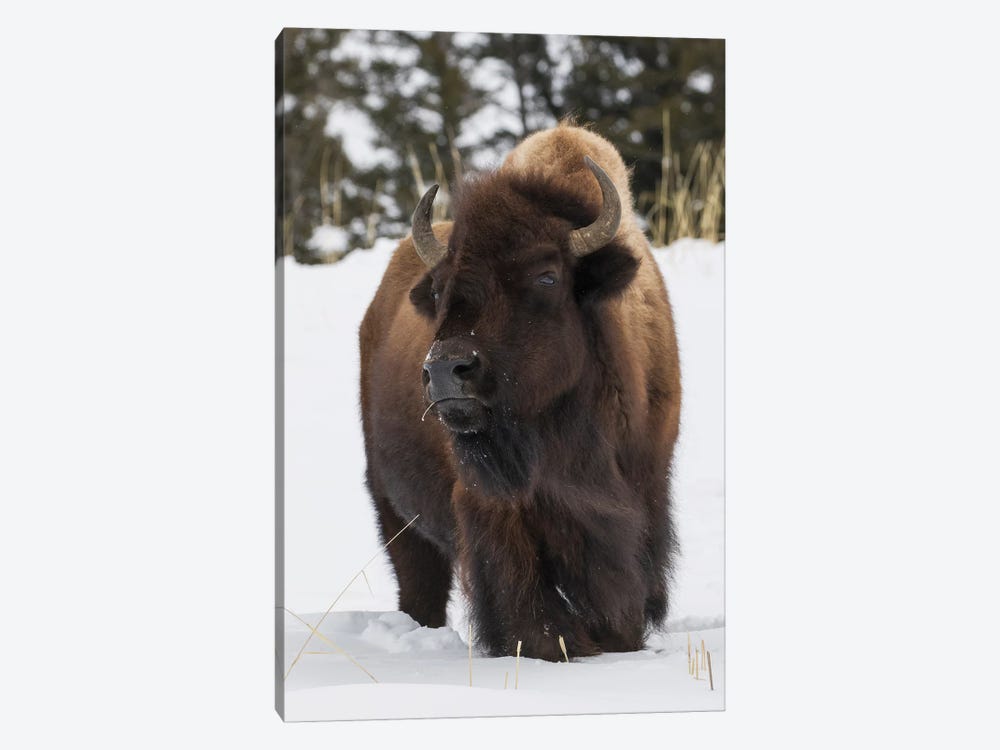 Bison bull, intently watching another bull approaching by Ken Archer 1-piece Canvas Wall Art