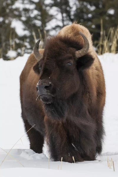 Ken Archer: Bison bull, intently watching another bull approaching by Ken Archer