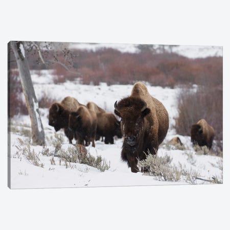 Bison herd on the move Canvas Print #CHE49} by Ken Archer Canvas Print
