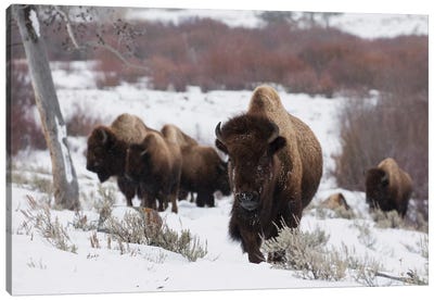 Bison herd on the move Canvas Art Print