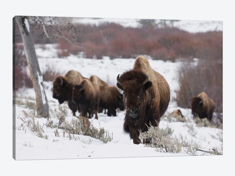 Bison herd on the move by Ken Archer 1-piece Canvas Print