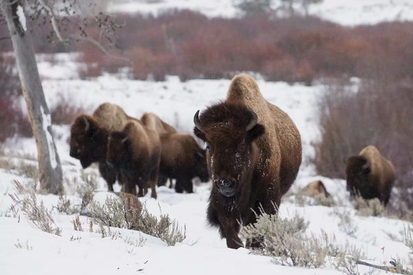Ken Archer: Bison herd on the move by Ken Archer
