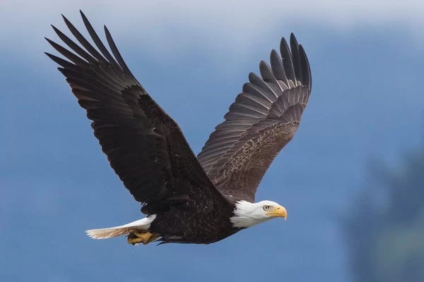 Ken Archer: Bald Eagle I by Ken Archer